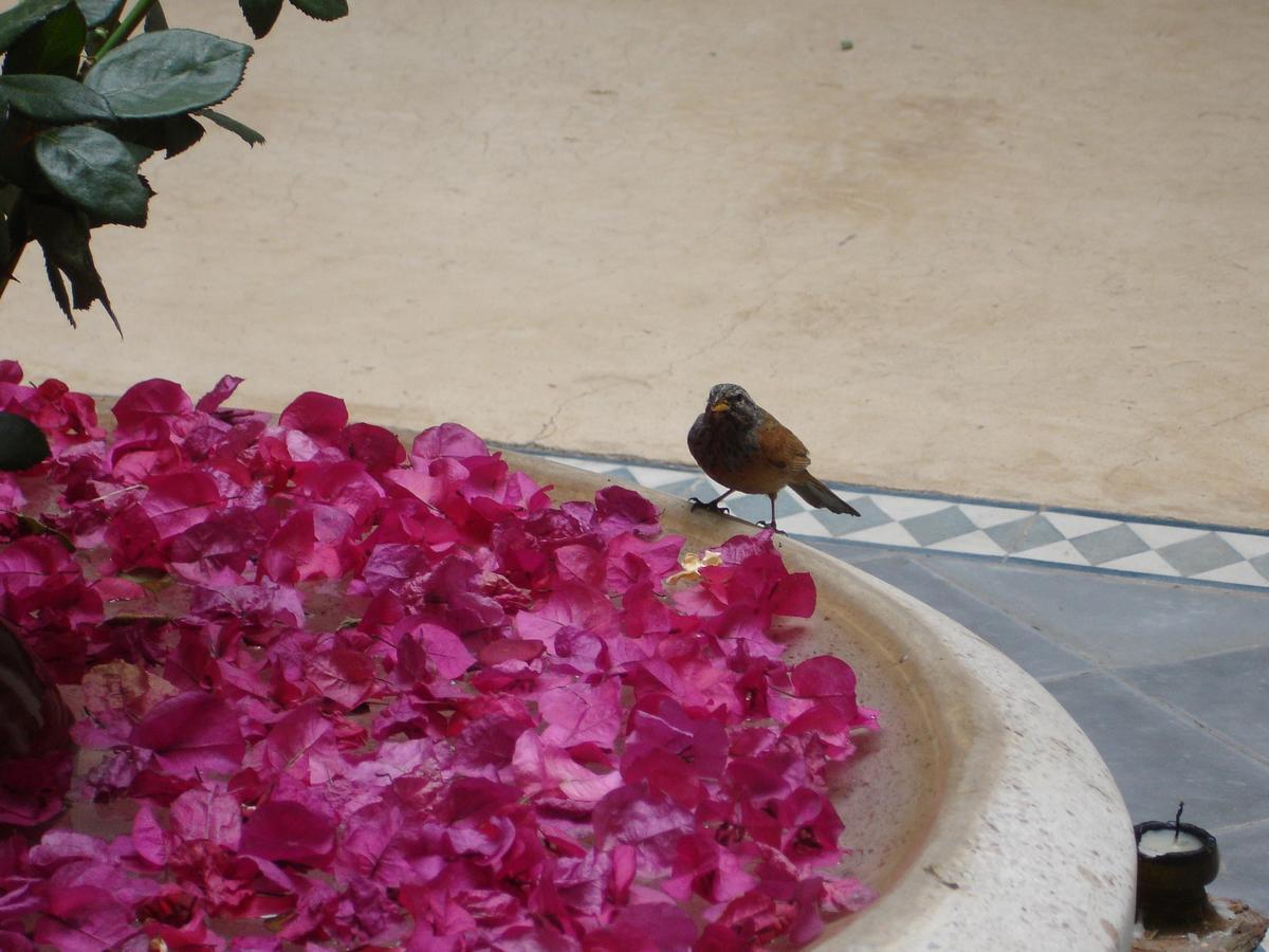Dar Touyir Hotell Marrakesh Eksteriør bilde